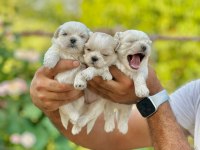 Korea Teacup Maltese Yavrularımız