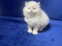 BLH PY 1233 CİNNAMON ERKEK KEDİMİZ