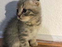 Anne scottish fold baba british shorthair
