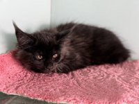 Ankarada ziyarete açık maine coon yavrular
