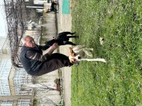 Pointer avcı köpeği saf kan uygun