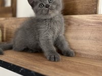 Orjinal ırkta, nadir bulunan bir cins british longhair
