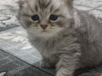 Scottish fold ve scottish longhair sahiplendirilecek