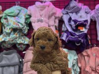 RED BROWN TOY POODLE YAVRULAR