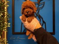IRK GARANTİ TOY POODLE YAVRULARIMIZ