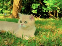 Safkan british shorthair