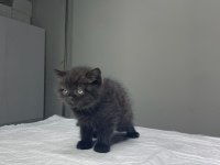 Tatlış britishler shorthair