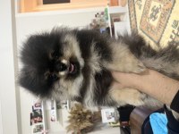 3 aylık pomeranian boo iki adet bir dişi bir erkek