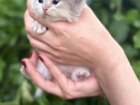 British longhair bebekler