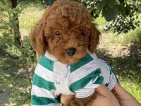 Toy Poodle Bebeklerim