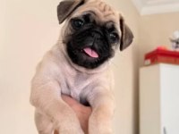 Irk Ve Sağlık Garantili Pug