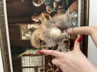 Pomeranian Boo Orange Erkek