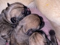 5 günlük pug yavruları