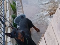 Yetişkin kaliteli doberman