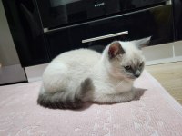 6-7 Aylık British Shorthair