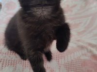 Scottish Fold Kara Kızımız