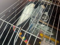 Hazır Takım Jumbo Muhabbet Kuşu