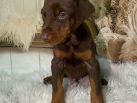 Safkan kızıl doberman yavruları