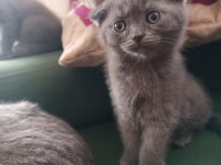 Sahiplendirme scottish fold