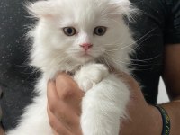 Scottish fold erkek yavru