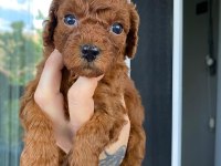 SAĞLIK VE IRK GARANTİLİ TOY POODLE