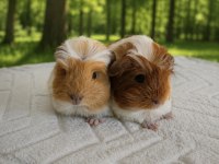 Safkan coronet ginepig yavrular