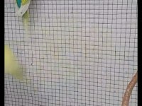 Harika renk muhabbet kuşu çiftler