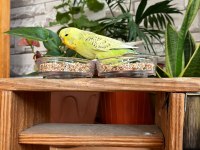 Show Jumbo Muhabbet Kuşlu Yavruları
