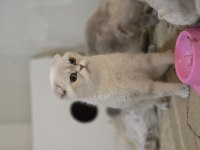 Golden point scottish fold dişi