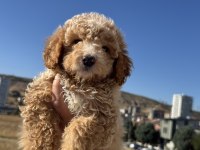 Wc eğitimli aşılı karneli maltipoo yavrularmız