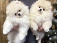 Pomeranian Boo Köpeği