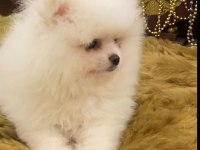 Pomeranian spitz yavrular