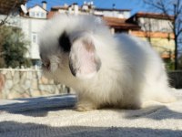 Teddy Lop tavşanı yavrular Sahiplendirilecek