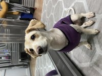 Ücretsiz Rus Finosu Terrier Köpeğime Aile Arıyorum