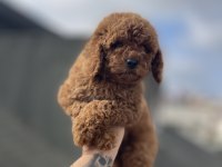 DİŞİ RED BROWN TOY POODLE YAVRU