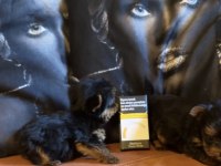Gerçek tea cup yorkshire terrier yavrular