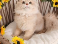 SHOW KALİTE SAFKAN BRITISH LONGHAIR LİLAC GOLDEN YAVRULAR