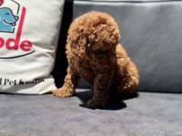 Ankaranın en güzel toy poodle yavruları