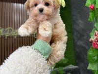 Süslü maltipoo bebek