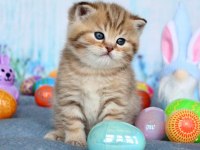 Tatlı british shorthair bebeklerimiz