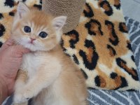 Safkan british shorthair golden yavrularım