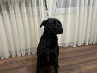 Temel İtaat Eğitimi mevcut Labrador