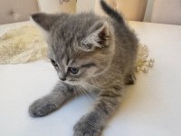 British shorthair kedimiz