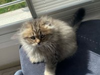 Dişi british longhair