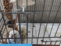 Hazır kurulu muhabbet kuşu takım açıklamayı oku