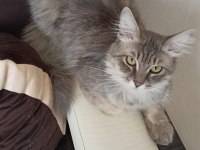 Acil chinchilla sahiplendirme