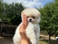 Pomeranian boo yavrumuz