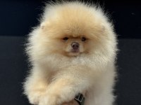 Show kalite fcı export pedigreli kore pomeranian
