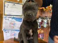 A şecereli blue cane corso Italiano