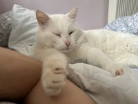 ANKARA KEDİSİ BULUT KALICI AİLESİNİ ARIYOR